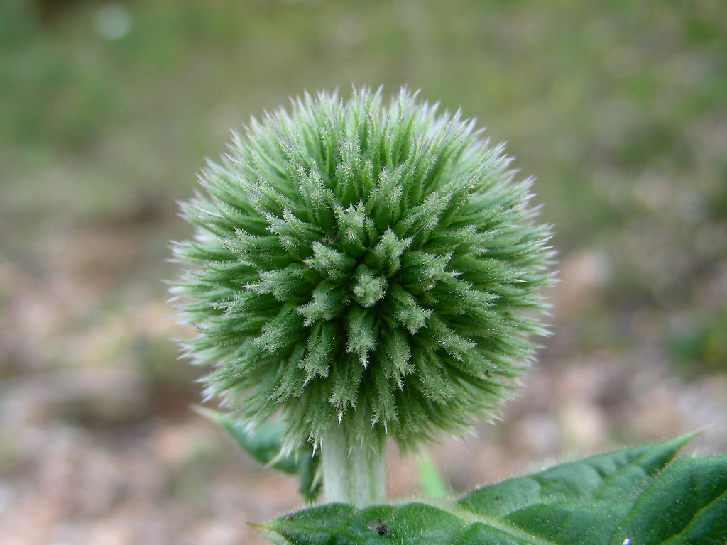 BIG  BANG ... in un fiore Echinops sphaerocephalus